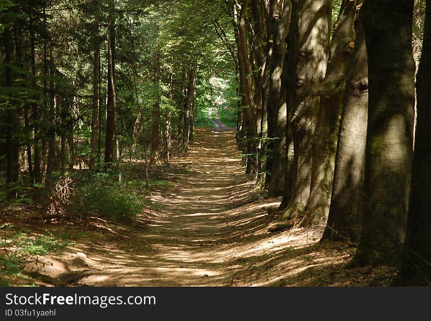 A dark forest wth a path. A dark forest wth a path