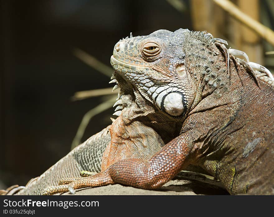 Green Iguana