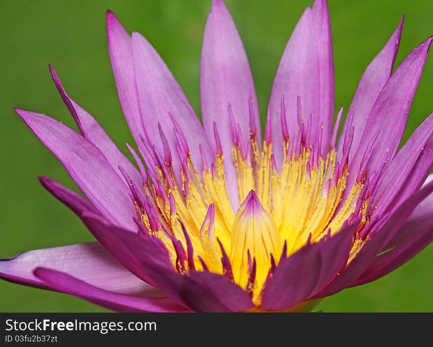 Closeup image of Lotus Plant on Water