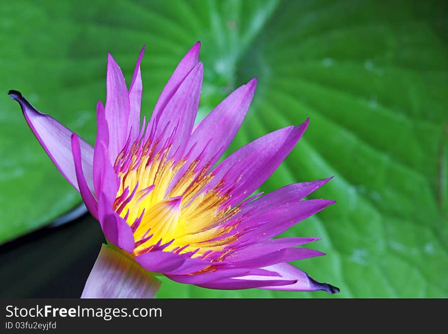 Closeup image of Lotus Plant on Water