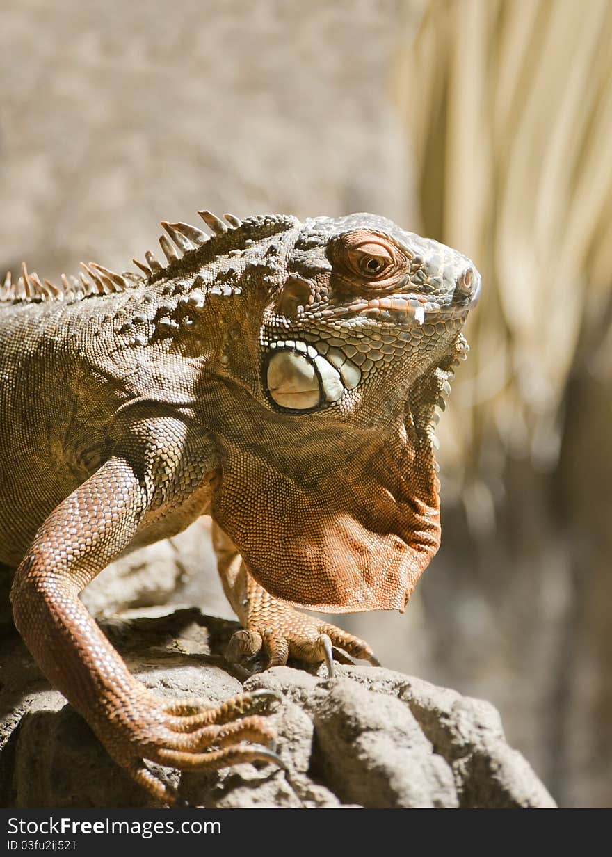 Close up of a Green Iguana