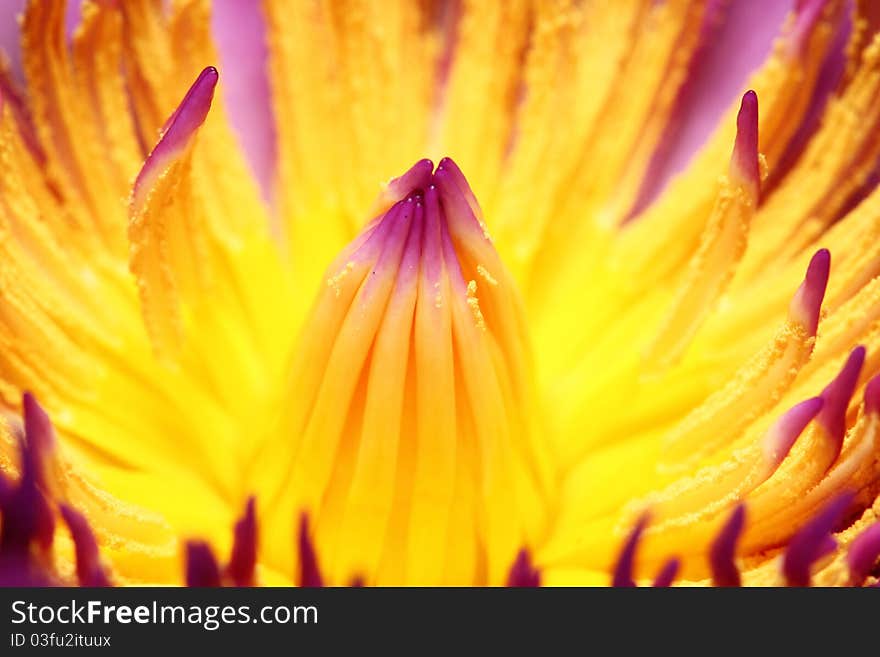 Image of Macro pollen lotus