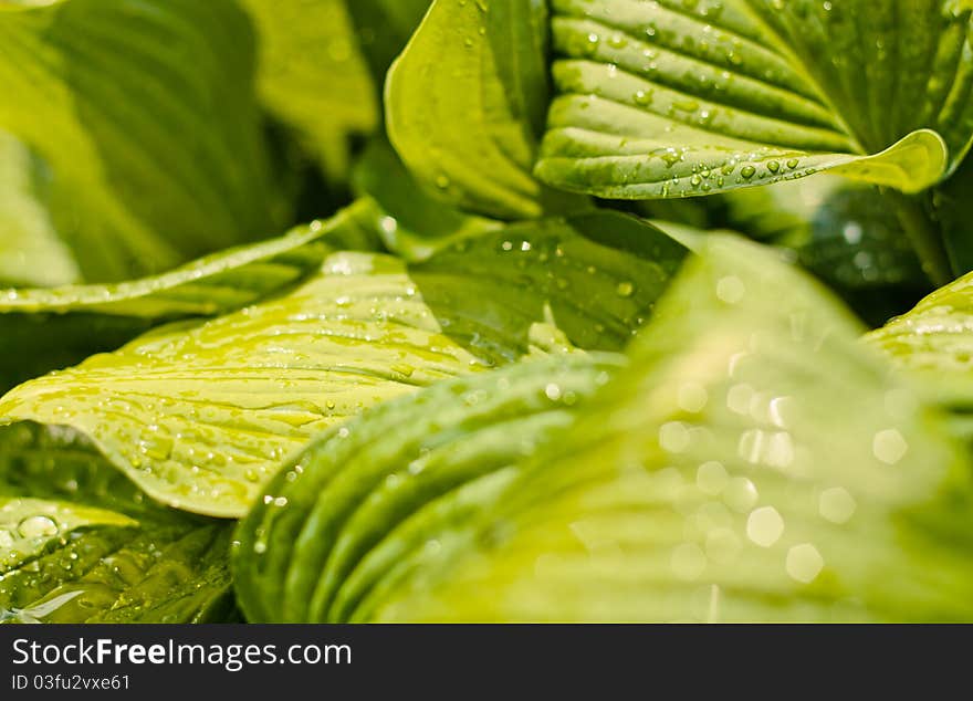 Water drops on the fresh green leaf