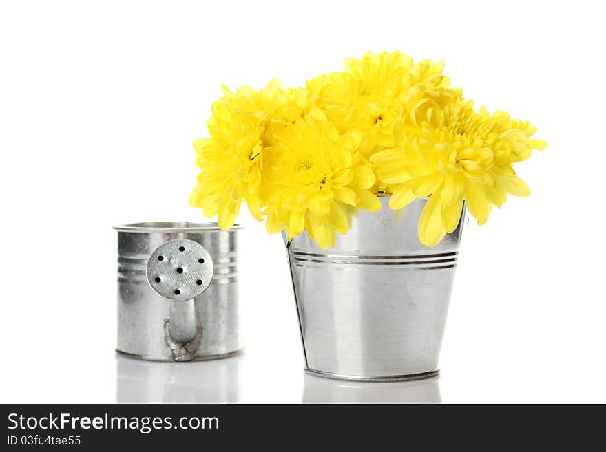 Yellow chrysanthemums in a pail