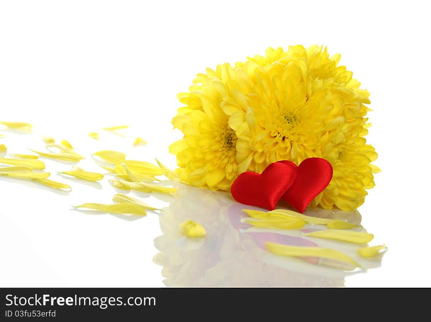 Yellow chrysanthemums with two red hearts. Gift. Isolated on white background