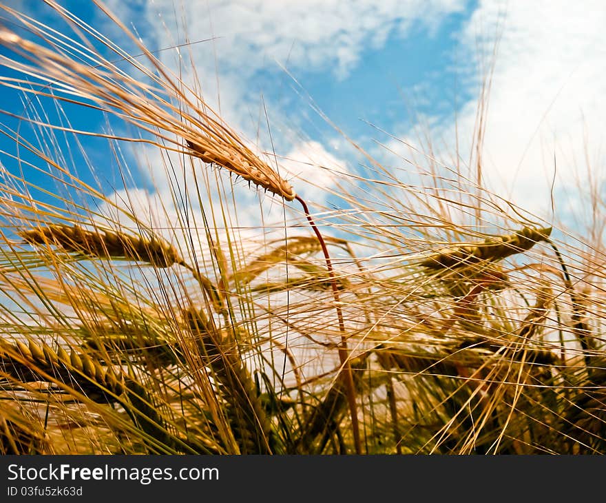 A barley field with shining golden barley ears in late summer