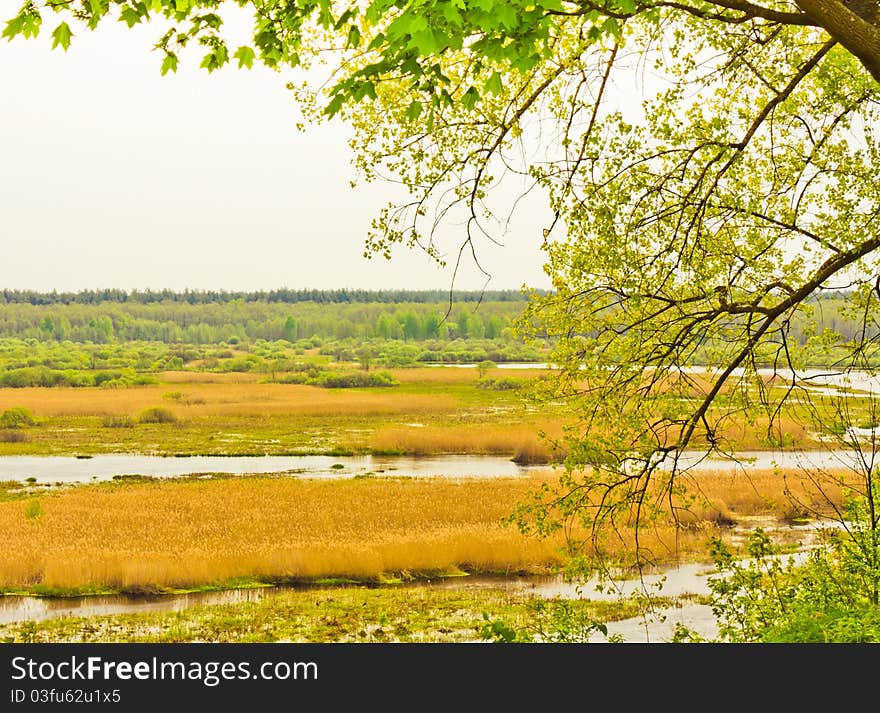 Beautiful landscape with branches and river. Beautiful landscape with branches and river