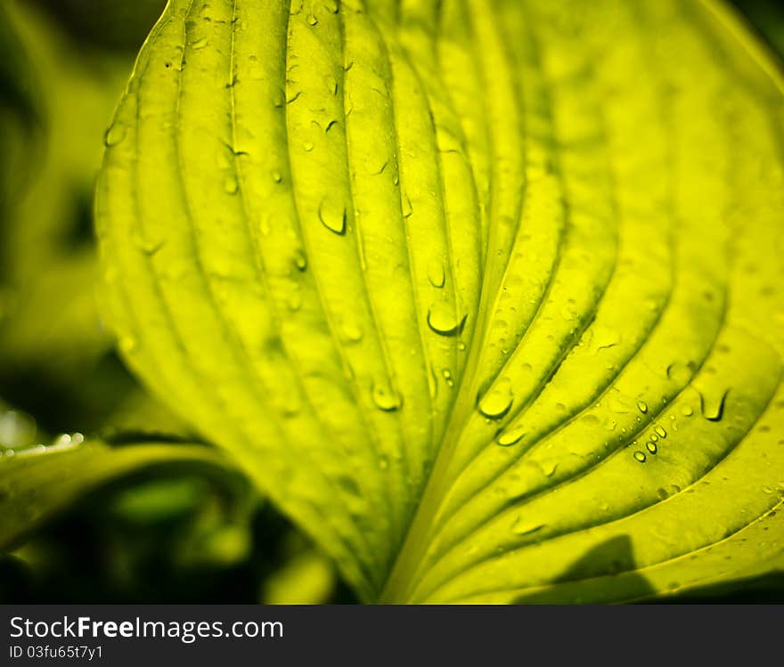 Water Drops On The Fresh Green Leaf