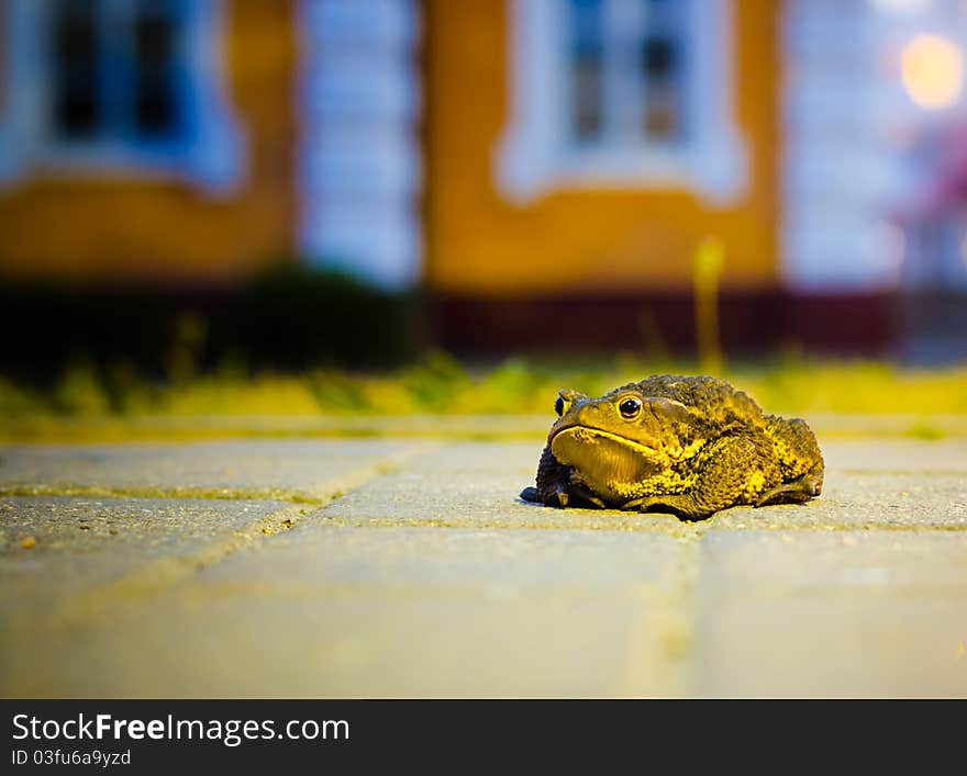 A close up of the toad in night