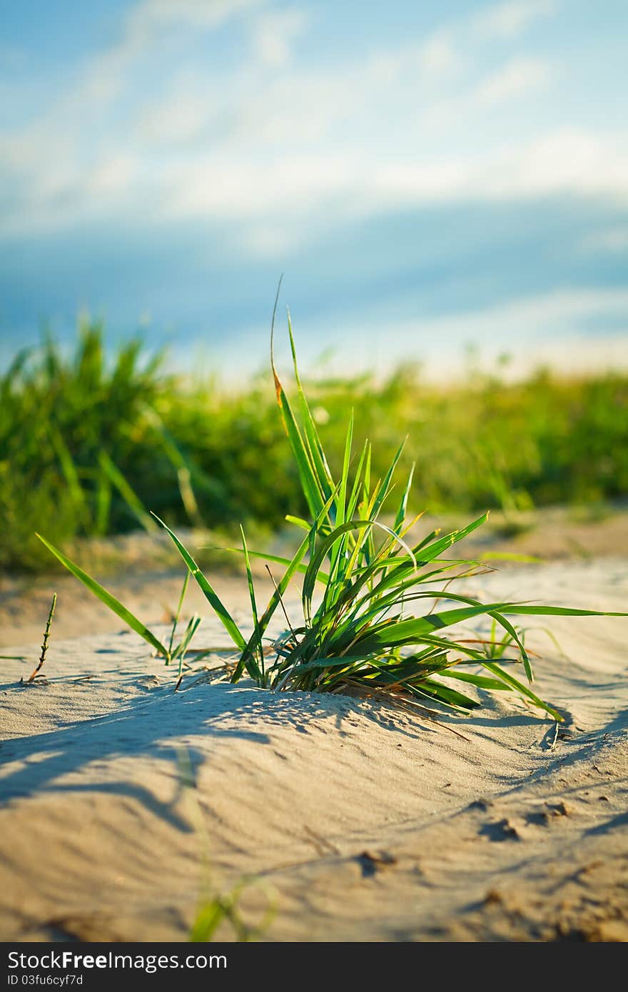 Background of freshly grown sprouts of grass. Background of freshly grown sprouts of grass