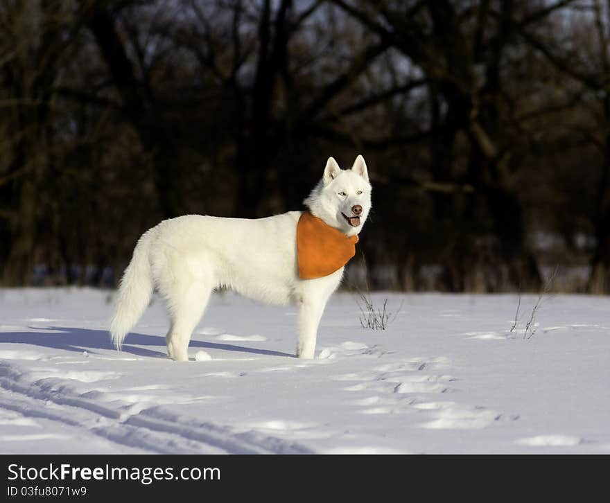 Siberian Husky In Snow