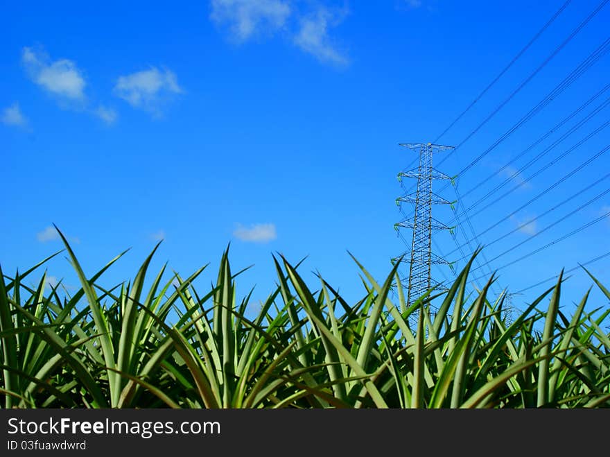 High voltage tower of government Above Pineapple plan in the day light. High voltage tower of government Above Pineapple plan in the day light.