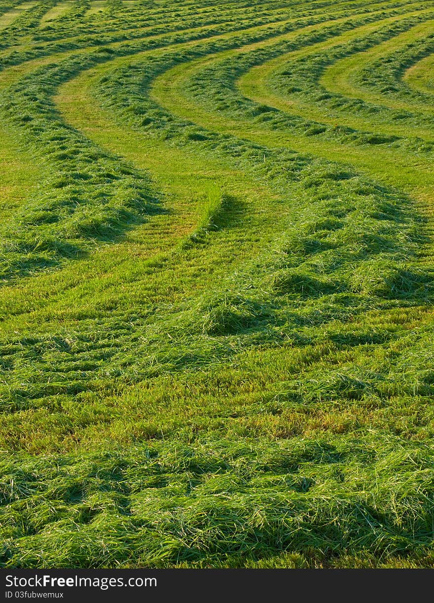 Close-up Of Fresh Spring Green Grass