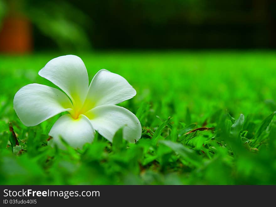 Closed floral on field