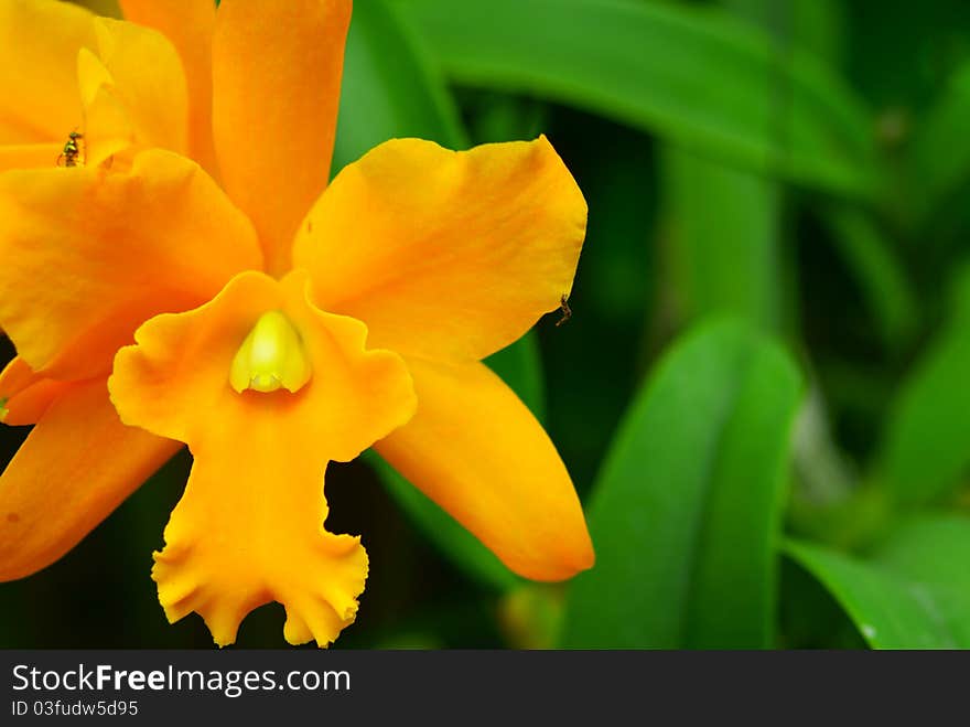 Closed up floral of Yellow Orchid. Closed up floral of Yellow Orchid.