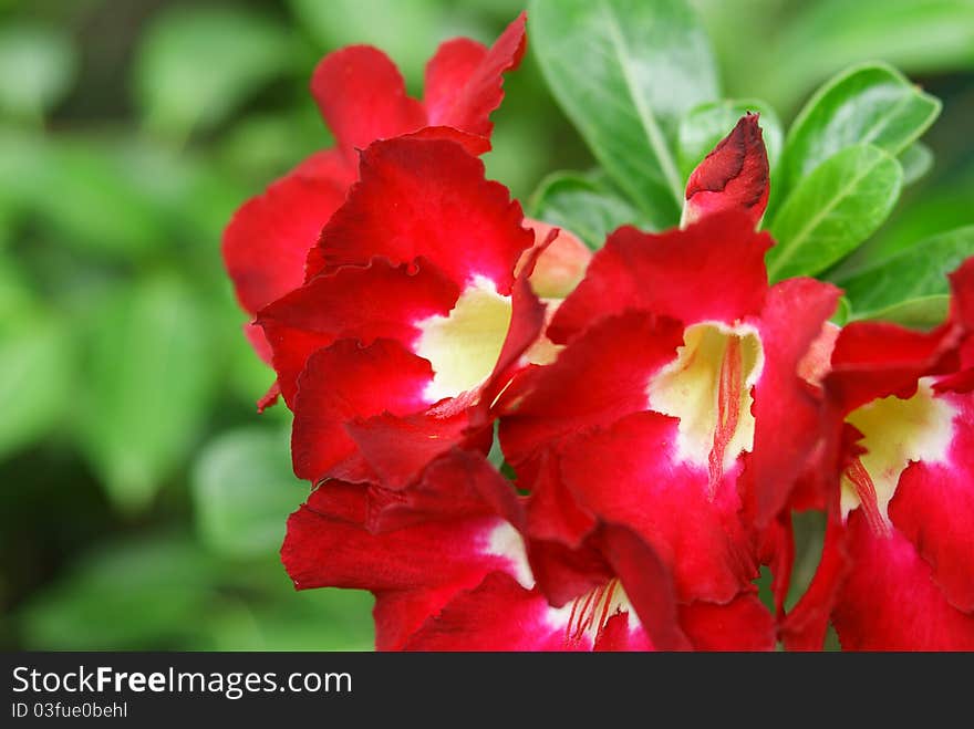 Closed up floral of red flower.