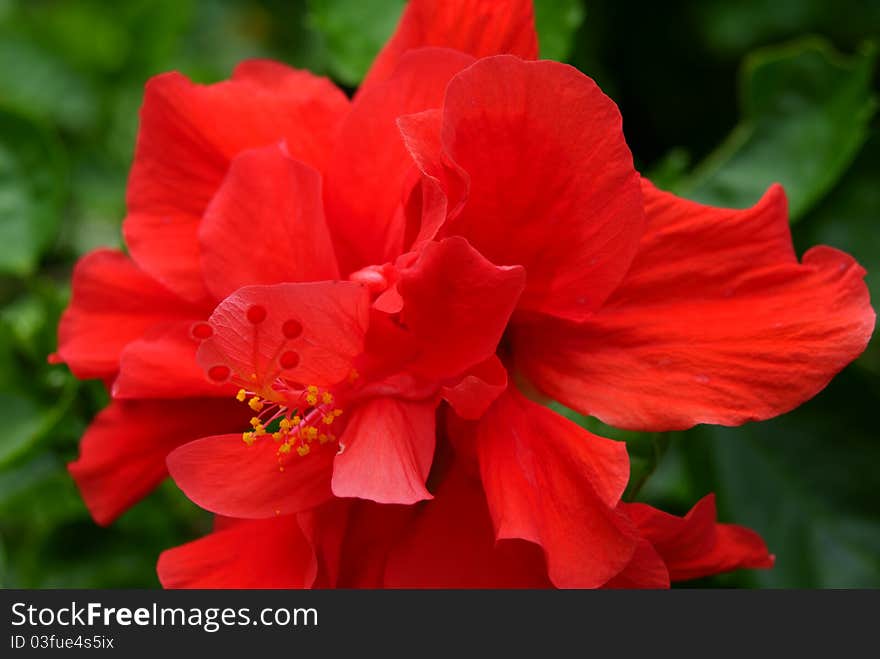 Red Floral of Chaba