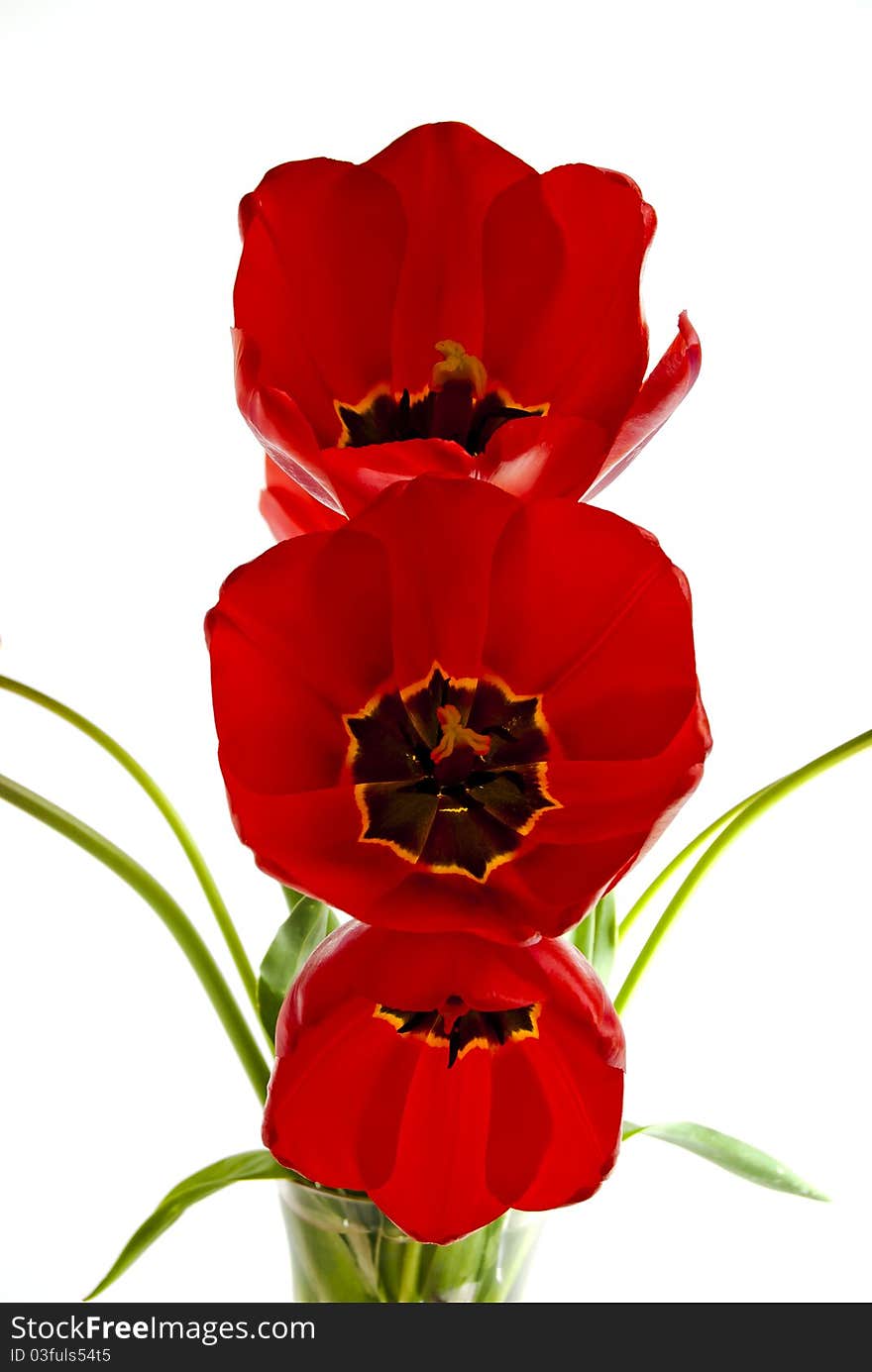 A number of red tulips on a white background. A number of red tulips on a white background.