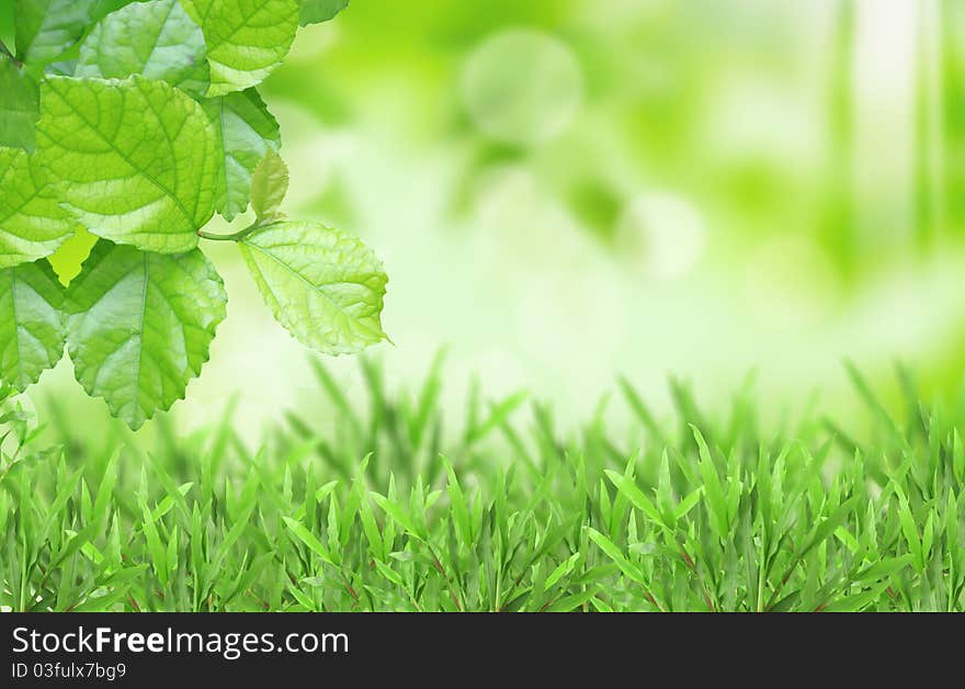 Green leaf on blurred background. Green leaf on blurred background