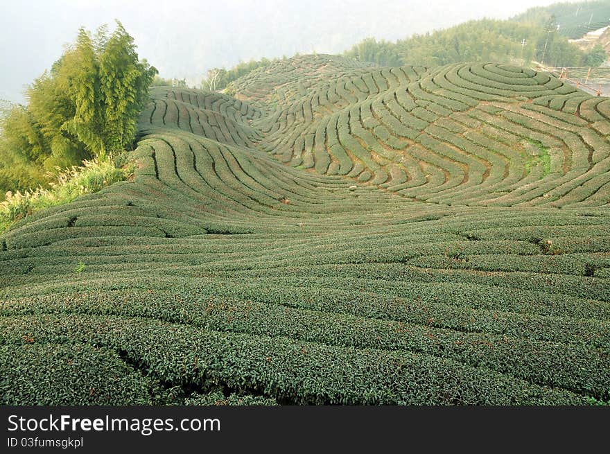 Tea field along the valley