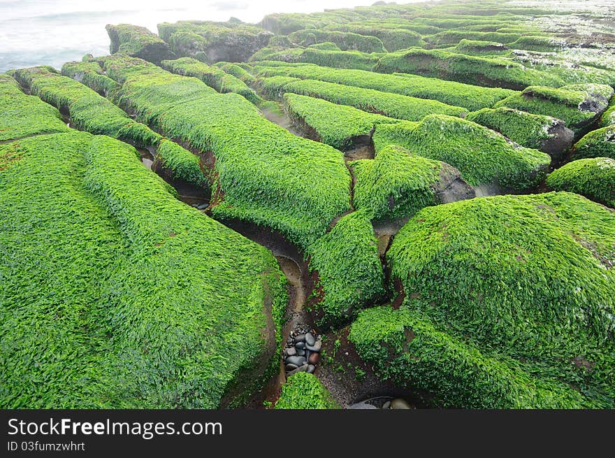 Green seaweed on the coast