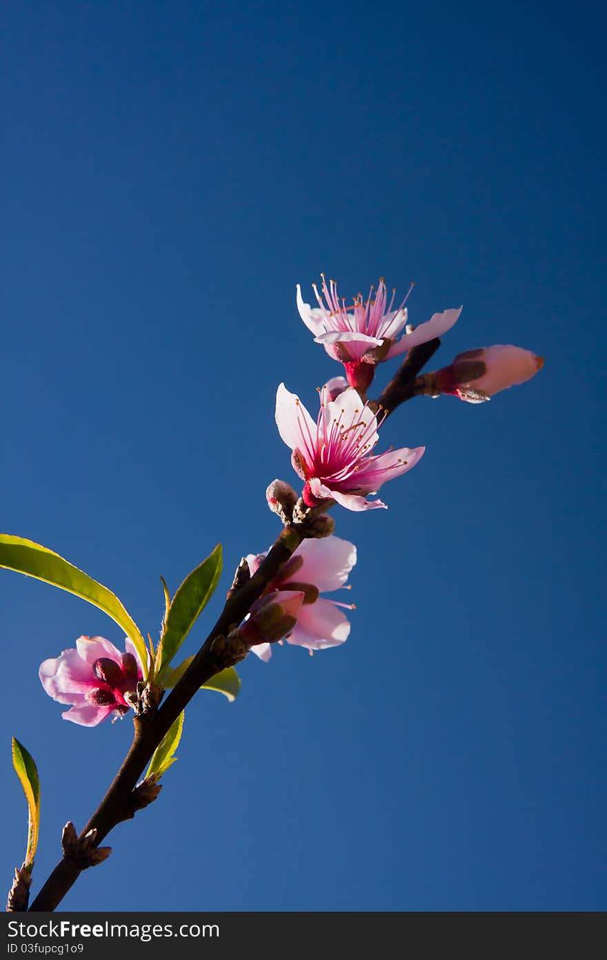 Peach Blossoms in blue sky background