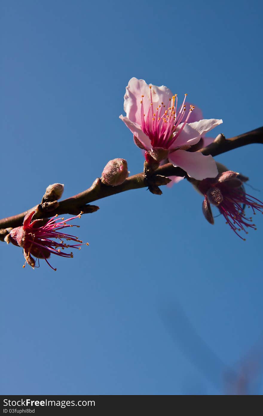 The pink peach blossoms in the clear sky. It was taken from Doi Angkhang Thailand. The pink peach blossoms in the clear sky. It was taken from Doi Angkhang Thailand