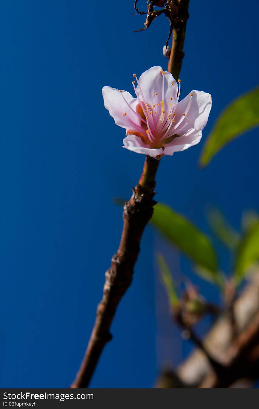 The pink peach blossoms in the clear sky. It was taken from Doi Angkhang Thailand. The pink peach blossoms in the clear sky. It was taken from Doi Angkhang Thailand