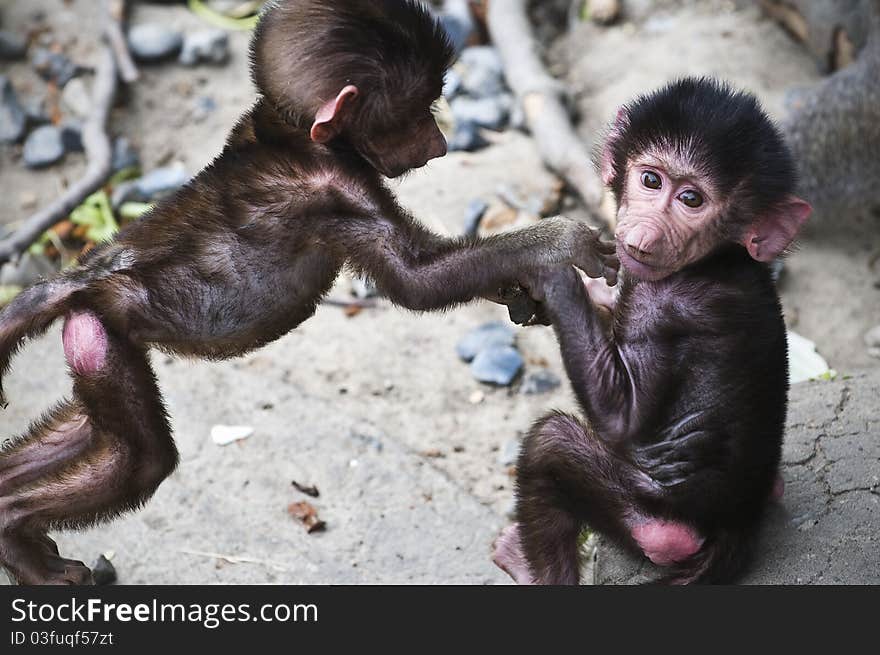 Two infant/baby baboons playing in the zoo.