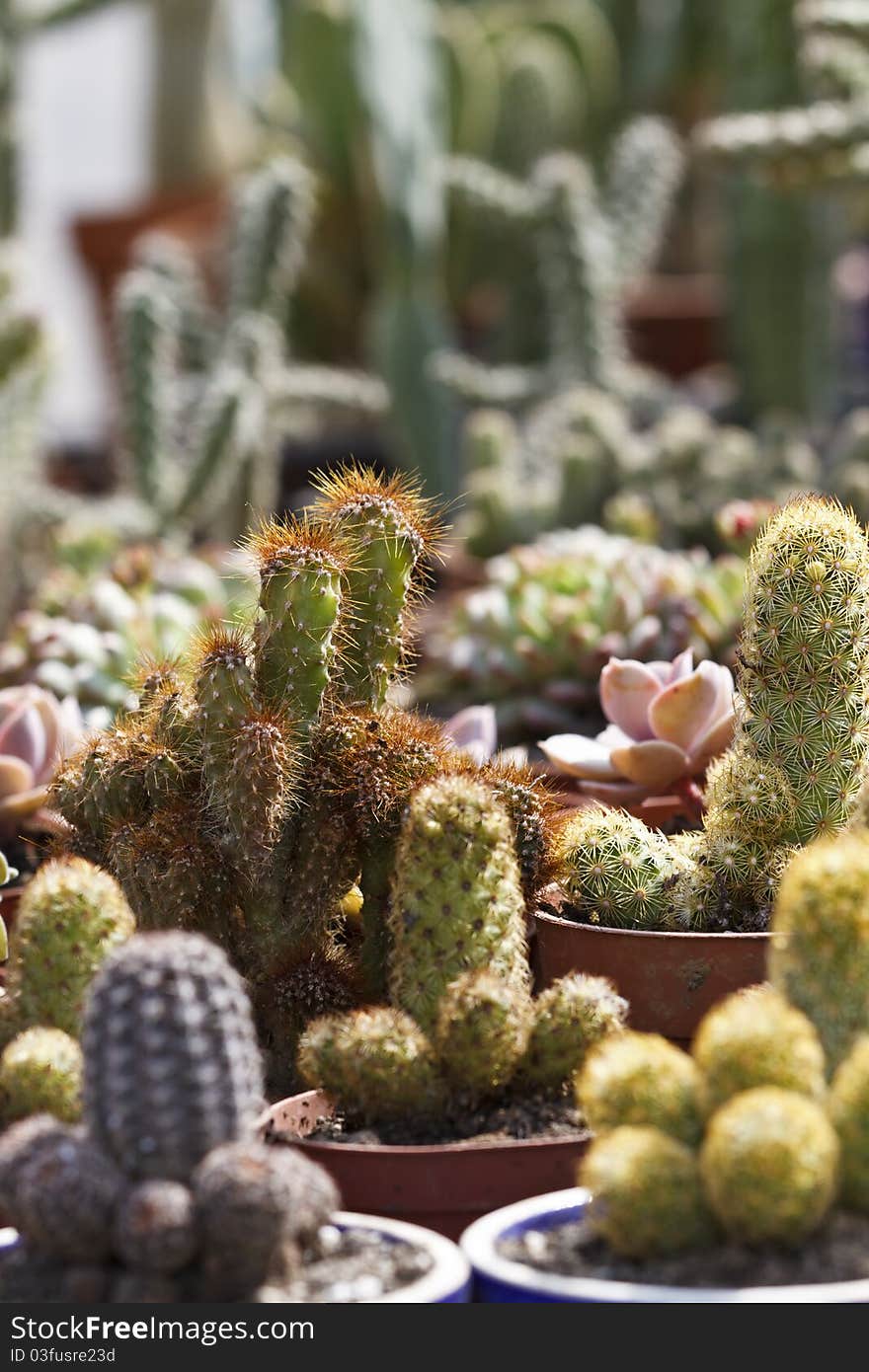 Variety of Cactus flower on bright spring sun