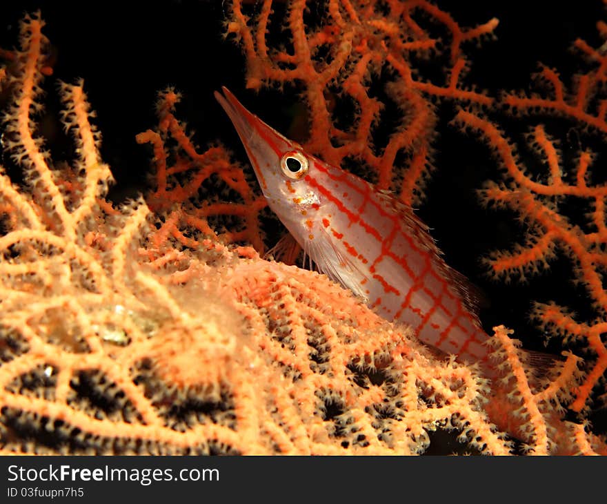 Longnose Hawkfish