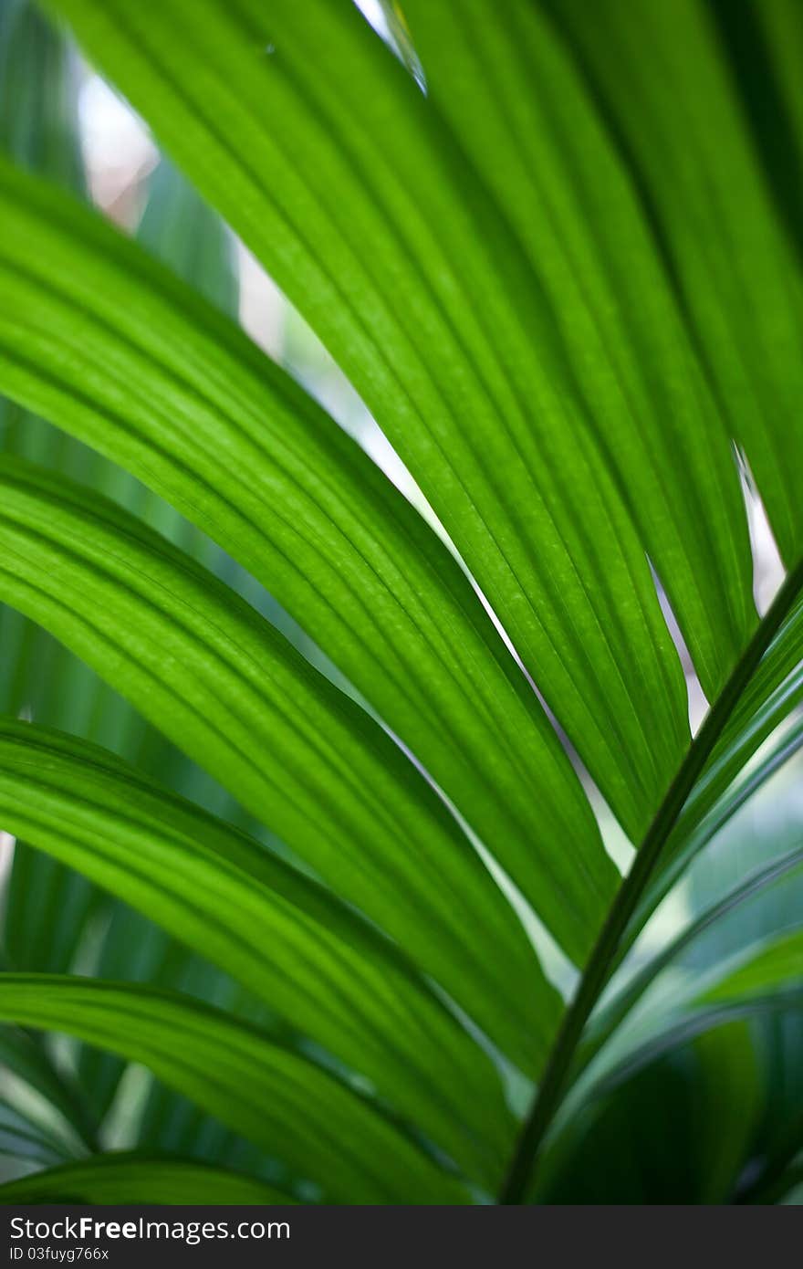 Green leaves