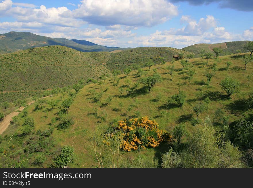 View on mountain with tree