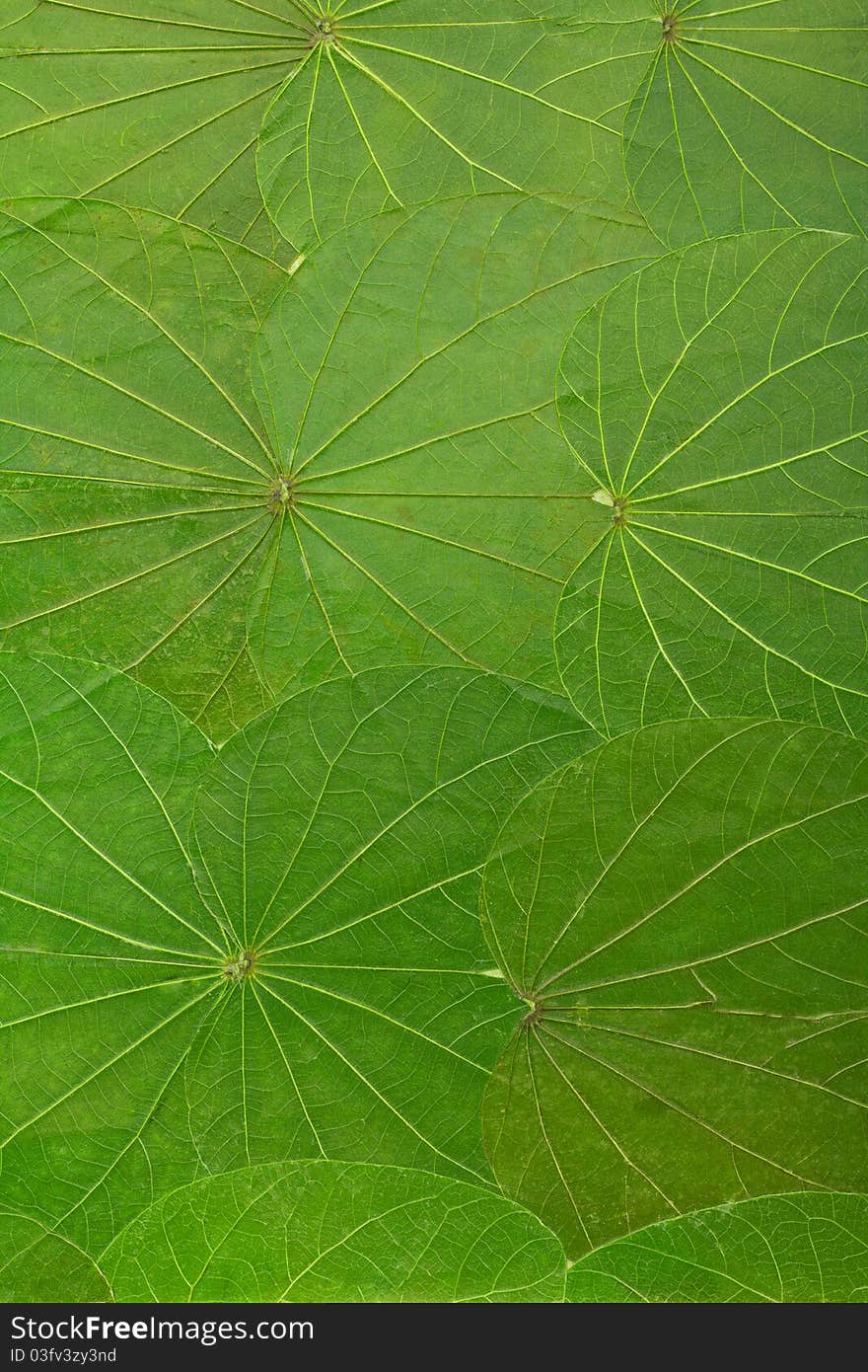 Close-up background from green leaves