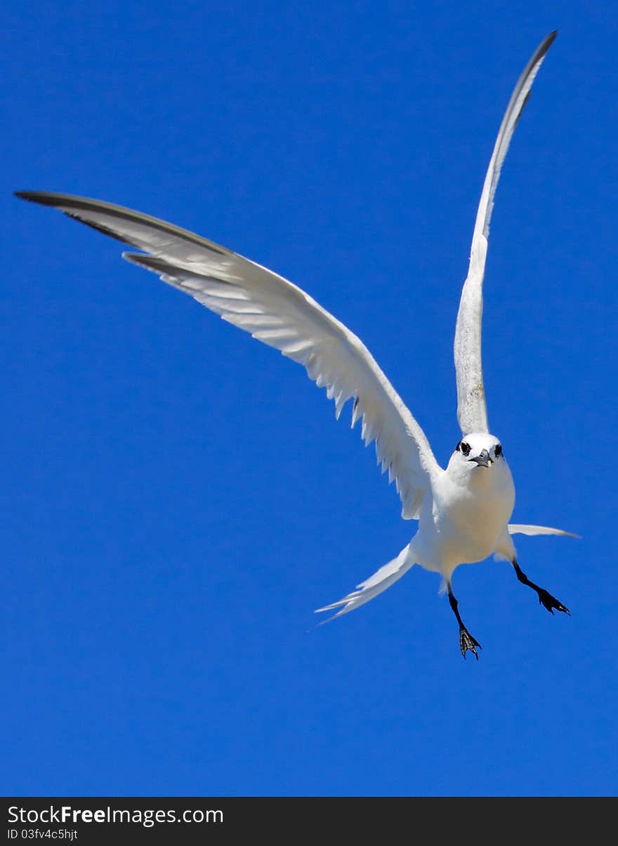 This is a large tern, second only to Caspian Tern but is unlikely to be confused with that carrot-billed giant, which has extensive dark under wing patches. Royal Tern has a long yellow bill, pale grey upperparts and white underparts. Its legs are black. In winter, the black cap becomes patchy. Juvenile Royal Terns have a scaly-backed appearance. The call is a characteristic loud grating noise like a Sandwich Tern.