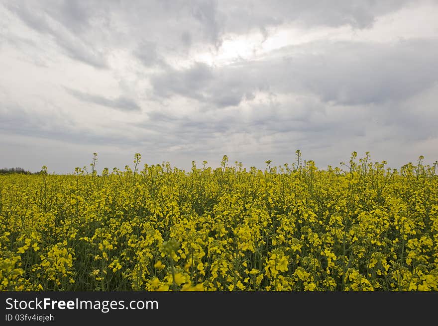 Rape field