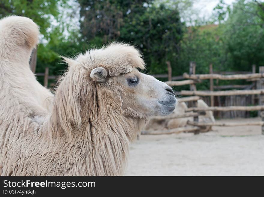 Bactrian camel at the Budapest Zoo. Bactrian camel at the Budapest Zoo