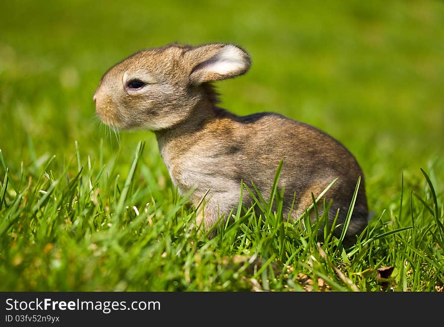 Gray bunny in green grass