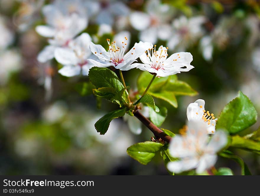 Cherry tree in white flowers. Cherry tree in white flowers