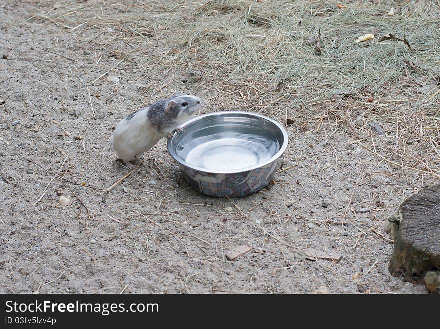 Guinea pig drinks water