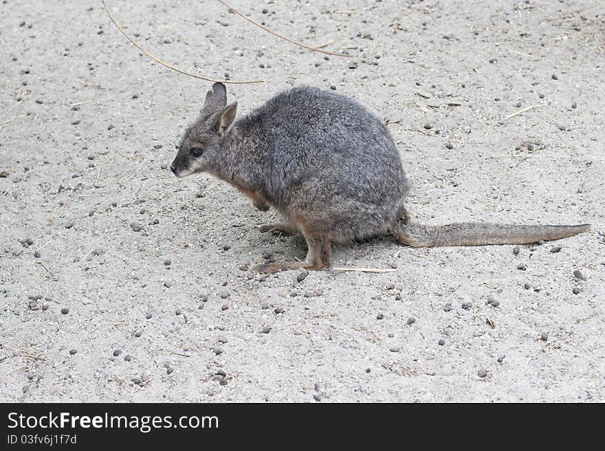 Kangaroo, tammar, macropus eugenii