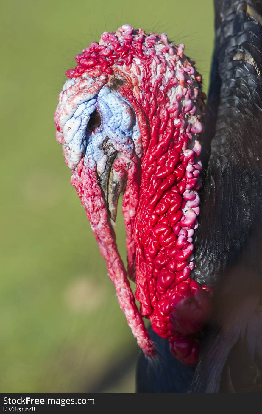 Turkey head detail, blue and red colors