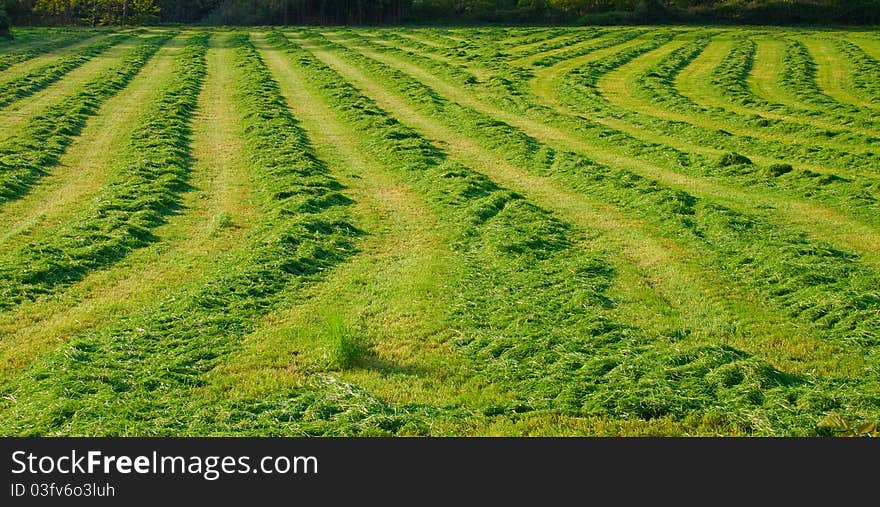 Close-up of fresh spring green grass