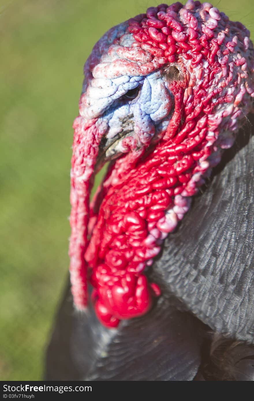 Turkey head detail, blue and red colors