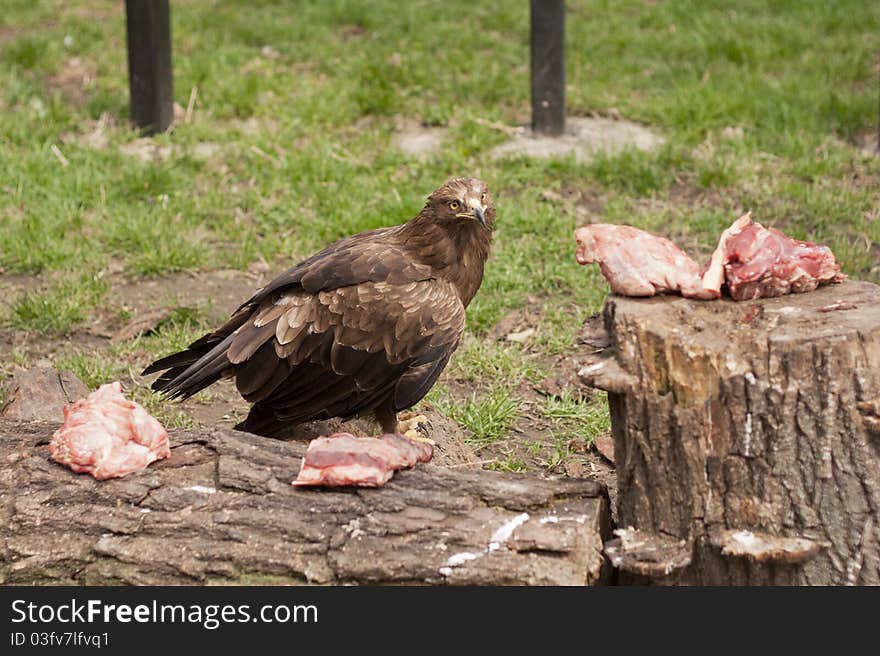 Eagle at the zoo thinking what piece of meat to eat.