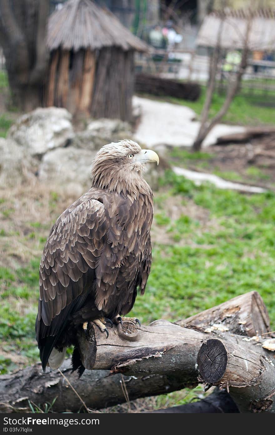 Eagle at the zoo, think about freedom.