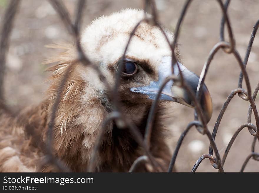 Eagle at the zoo, think about freedom.