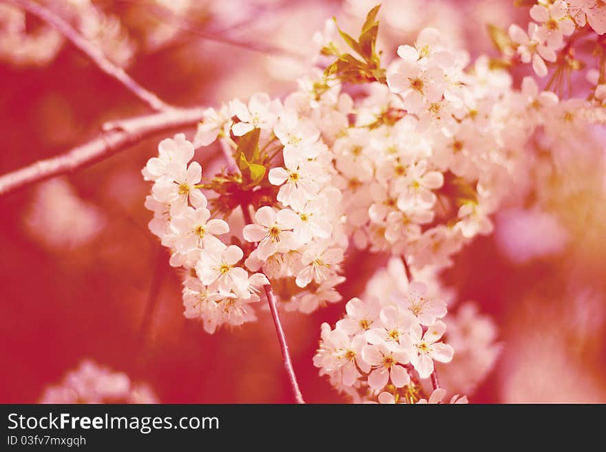 Cherry flowers on tree with red background.