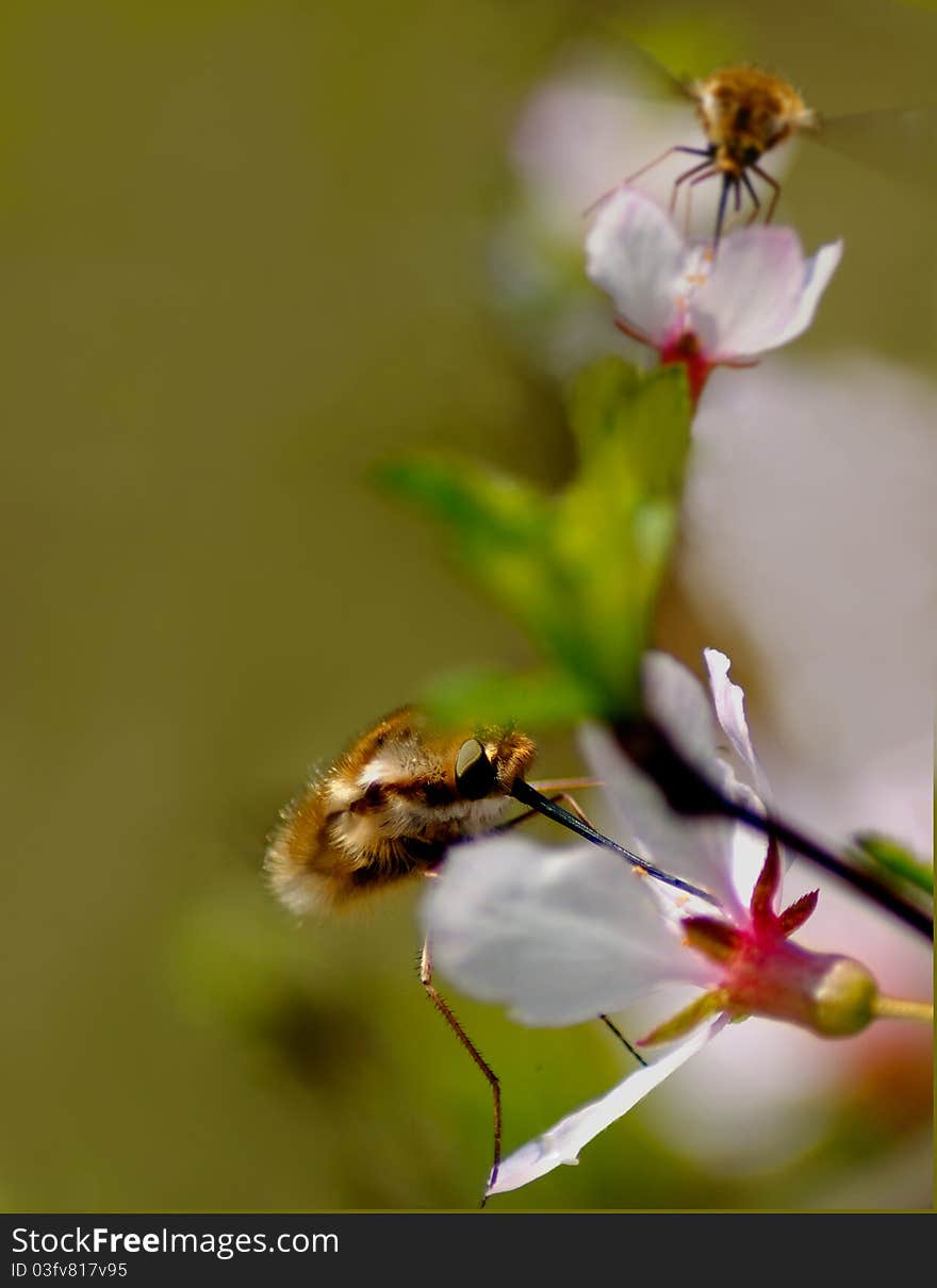 Two flies bombylius pollinate flowers