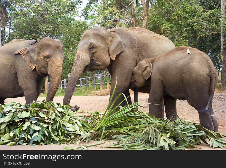 Elephant family at Elephant Orphanage in Pinnawela, Sri Lanka